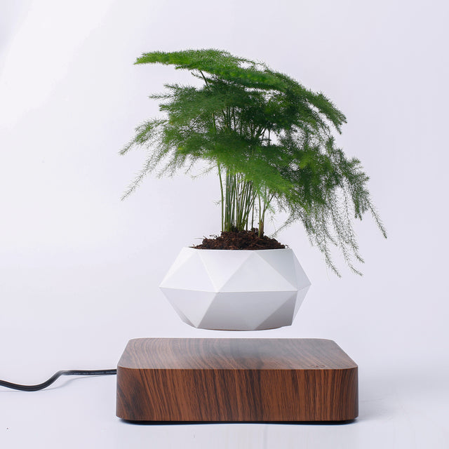 Zen Orbit — Floating Bonsai Pot