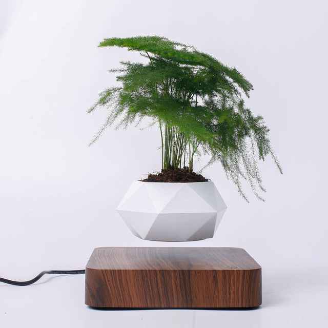 Zen Orbit — Floating Bonsai Pot